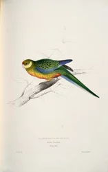 Platycercus Icterotis